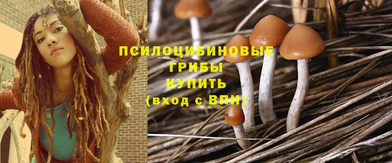 Псилоцибиновые грибы Cubensis  Нефтекумск 